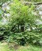 tree image.1