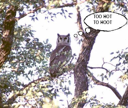 Owl