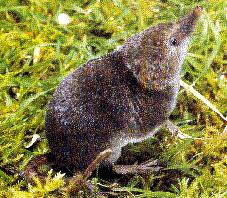 pygmy shrew