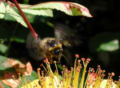 Bee2 14K