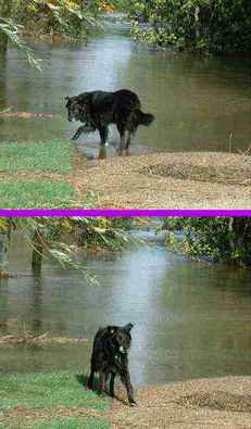 Max in the water