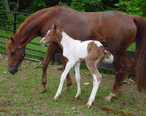 na_trot.jpg (62836 bytes)
