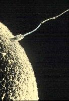 Surgeon - Rotated 270 Degrees Left