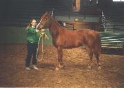 LADY SCULLIE'S HORSE COLLAGES