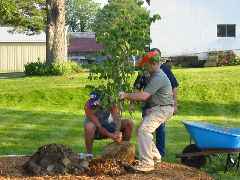 Planting the tree
