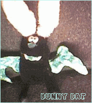 AMBER - Bunny Bat Cellphone cozy