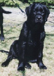 emma as a pup