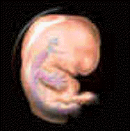 read about the development of foetus in the Quran..1400 years ago ?