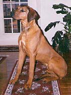 kimba1