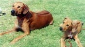 Rocco and Rio