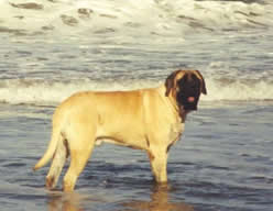 Sorry! We don't have a picture of Bentley!