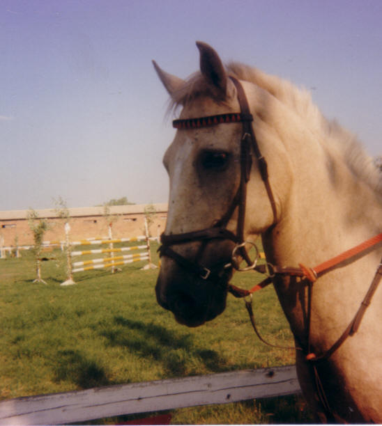 Sarizin, the inspiration for our logo