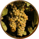 white grape