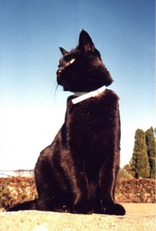 Hugo