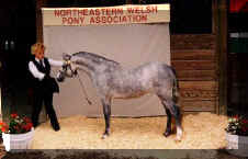 Copy (2) of poppin.jpg (29752 bytes)