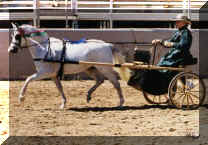 poppindriving2.jpg (23698 bytes)