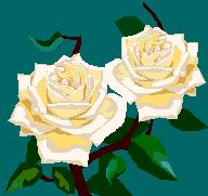 Picture of flowers