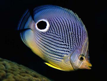 Butterfly Fish