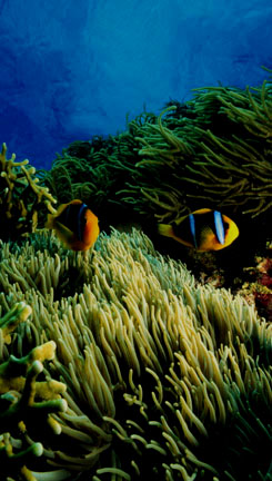 Clown Fish