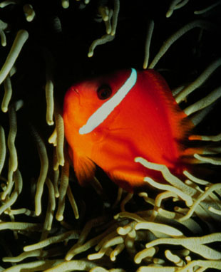 A Clown Fish in the Anemone