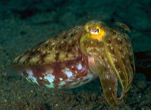 Cuttle Fish