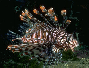 Lion Fish