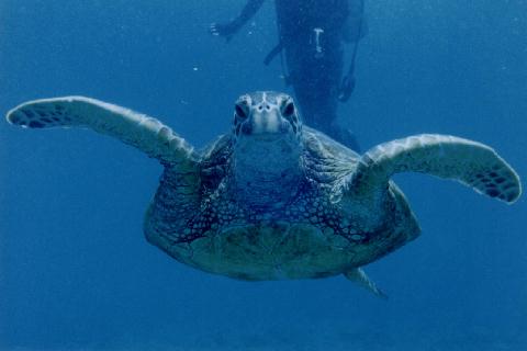 Sea Turtle