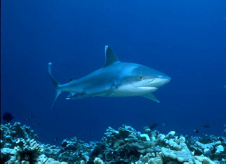A silver tip shark