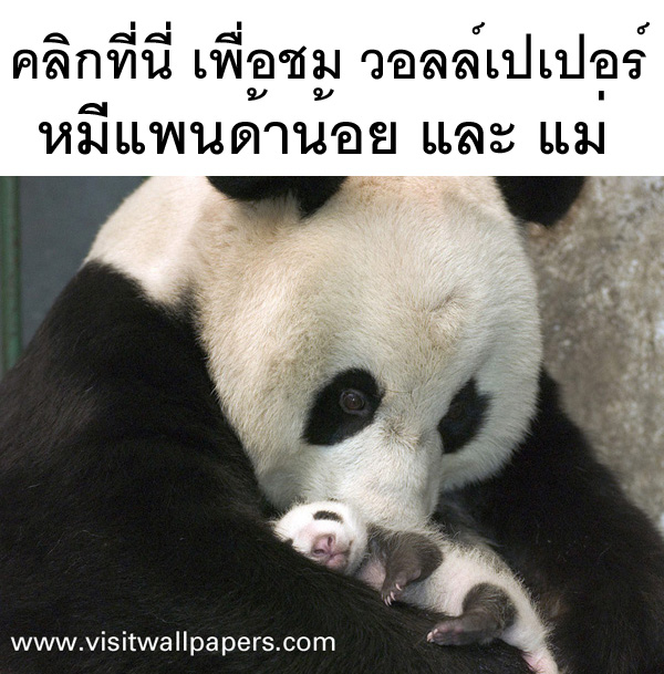ԡ ͪ   Ᾱҹ (Small Panda)
