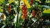 images/_flower.jpg