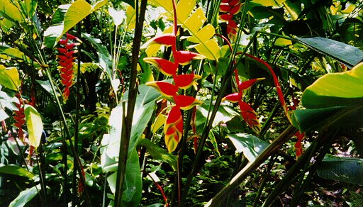 images/flower.jpg