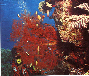 wisata pangkep
