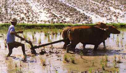 wisata pinrang