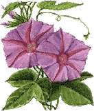 Morning Glory