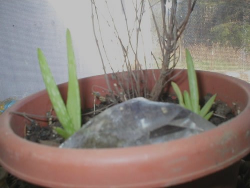 11012004 Baby Aloes and the crystal Linda give to me in 2002