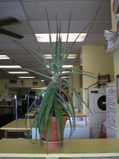 aloe