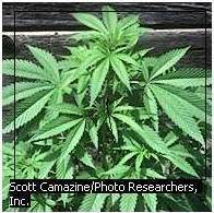 HEMP