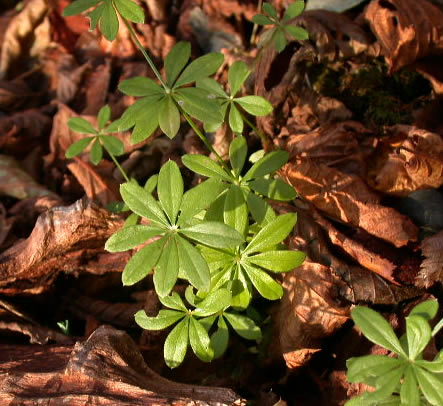 galium odoratum