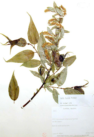 WILLOW TREE