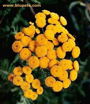 Tansy Flowers
