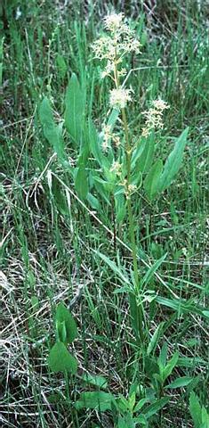 valeriana officinalis