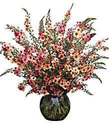 Verbascum in a Vase