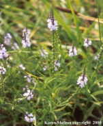 verbena officinalis flowers