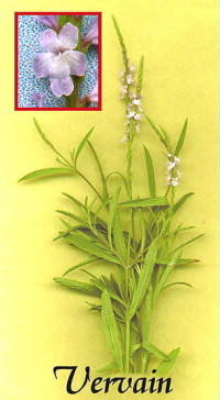 verbena officinalis