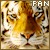 Tigers