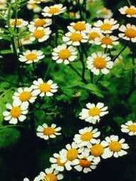 FEVERFEW