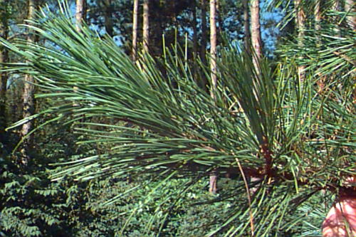 Arolla Pine