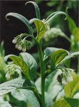 Comfrey Plant