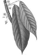 chocolate plant