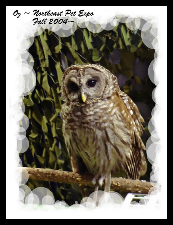 Witch Owl Lee' Books of Shadows